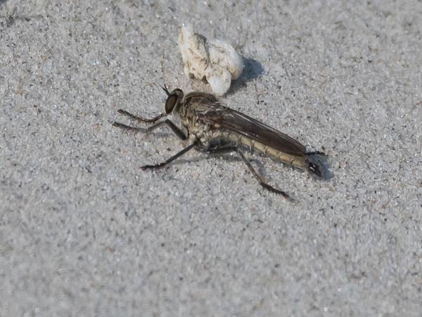 Zandroofvlieg (Philonicus albiceps)